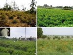 Nurseries fostering profitable agriculture, greener Pakistan Nurseries fostering profitable agriculture, greener Pakistan