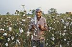 Govt to announce minimum support price for cotton crop: Imam Govt to announce minimum support price for cotton crop: Imam